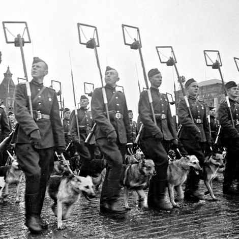 Фронтовые собаки на Параде Победы на Красной площади 24 июня 1945 года