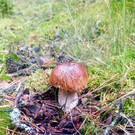 Белый гриб в октябре - чем не лесное чудо?